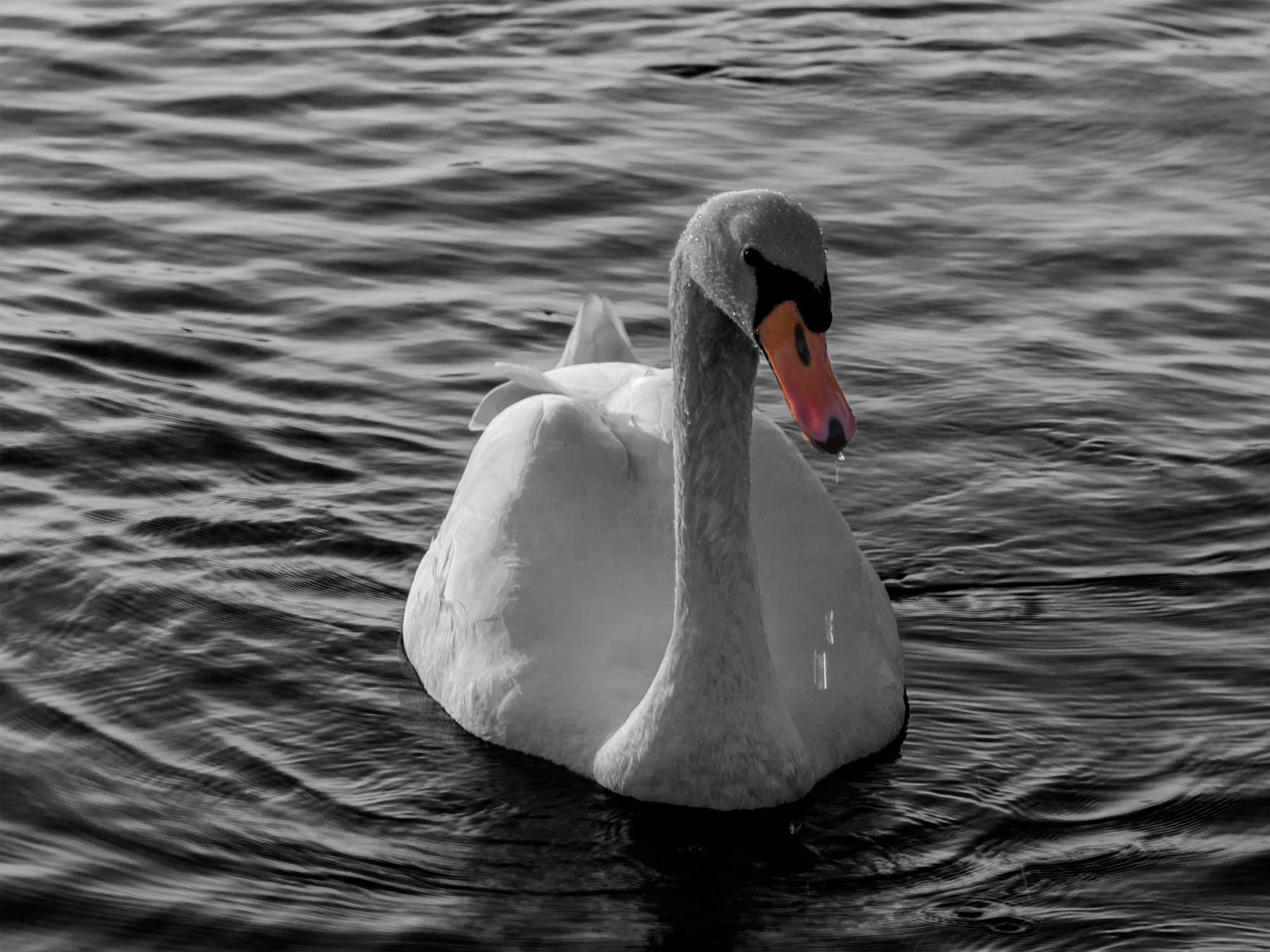 Image 005